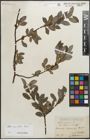 Foto von Salix myrsinifolia Salisb.